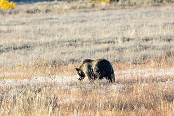 Grizzly bear grazing in a meadow in Grand Teton National Park