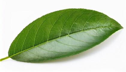 peach leaf isolated