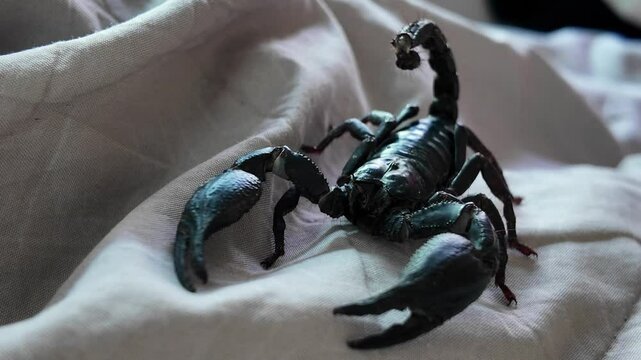 Closeup of a black scorpion with raised tail and claws stands alert on a wrinkled fabric surface