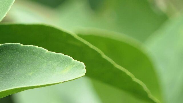 Bluebottle Fly, Family Calliphoridae, perching on green leaf in garden.