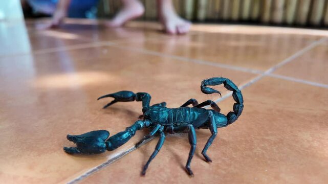 Closeup of a black scorpion is on a tiled floor, with blurred human feet in the blurred background