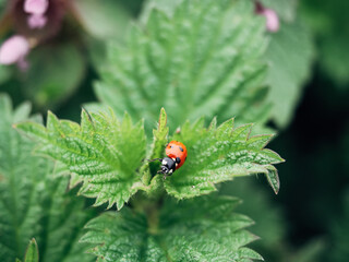A ladybug is sitting on a leaf
