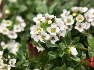 3月の雨とスイートアリッサムの花 2025/3/5