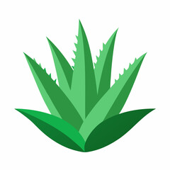 aloe vera plant isolated