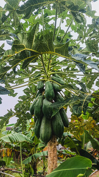 Abundant Green Papayas Growing on a Tropical Tree