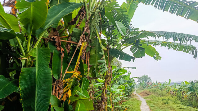 Green Banana Trees and Rural Path in Indonesian Agricultural Land