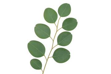 Eucalyptus branch with round green leaves isolated on a transparent background, perfect for graphic design projects