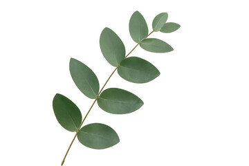 Fototapeta premium Verdant eucalyptus branch displaying lush green foliage against transparent backdrop, highlighting botanical elegance