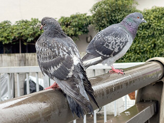 3月のつがいの鳩 2025/3/5