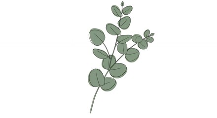Eucalyptus branch graphic design element