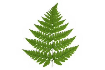 Vibrant green fern leaf with intricate lobes, showcasing botanical detail against transparent backdrop for natural graphic design