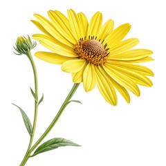 Obraz premium yellow daisy isolated on white