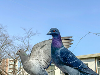 3月の神田川の橋の上の鳩 2025/3/2