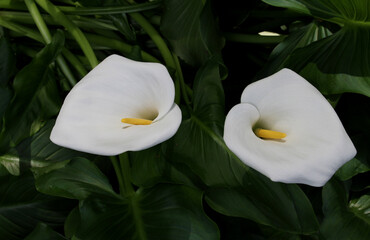 Close up of two white calla lilies blooming in early summer background.