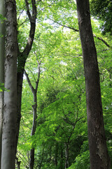 Obraz premium Trees with fresh green leaves in early summer background. Natural forest in a sunny day.
