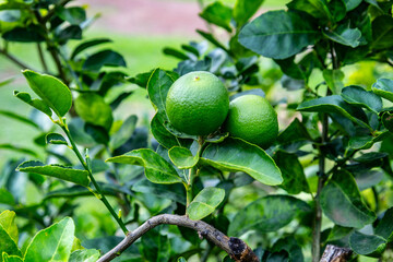 Bushy green lime lemon fruits on tree