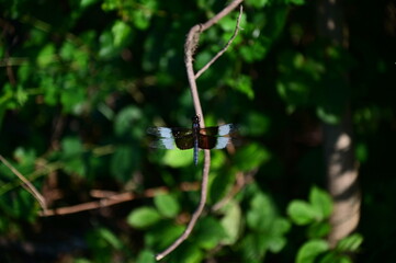 Black and White Dragonfly