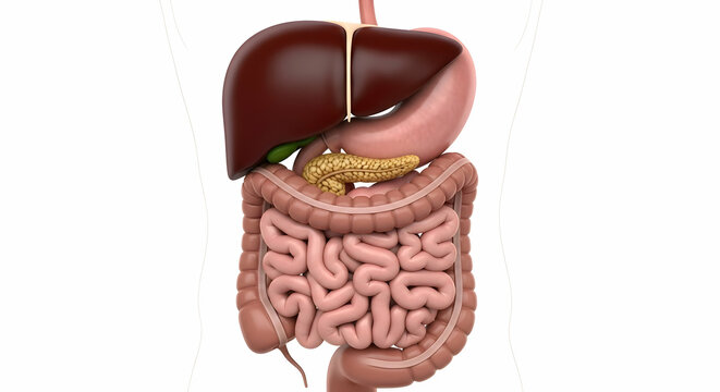 Human Digestive System Anatomy