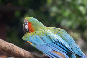 羽を広げてアピールするコンゴウインコ