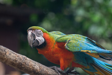羽を広げてアピールするコンゴウインコ