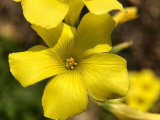 2月のオオキバナカタバミの花 2025/2/28