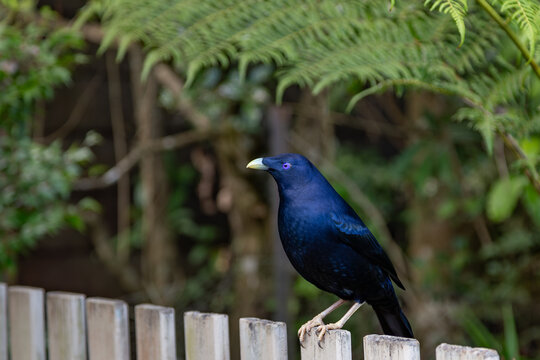 Satin bowerbird 
