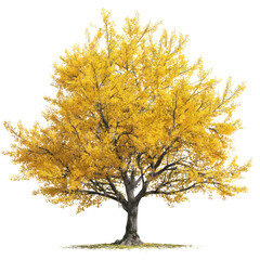 Autumn tree isolated on white or transparent background