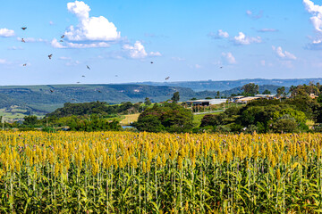 Birds flying over sorghum plantation on a farm in the state of São Paulo, Brazil