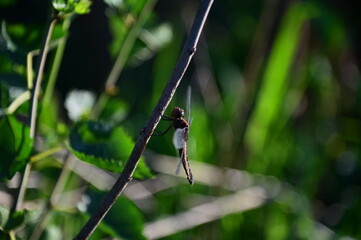 Dragonfly