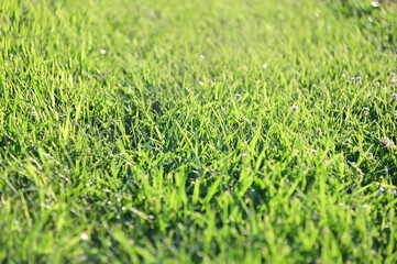 Fototapeta premium Green Grass