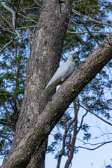 Sulphur-crested cockatoo 