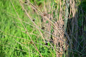 Dragonflies on Grass Stems