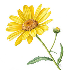 Naklejka premium yellow daisy isolated on white