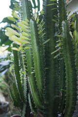 Euphorbia in the garden