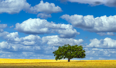 Vibrant yellow meadow blue sky puffy clouds lone oak tree minimalist landscape art serene rural...