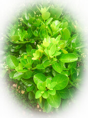 bush with young leaves