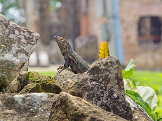 Lizard on a rock in Panama Viejo, Panama