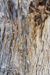 light brown background color - the structure of the bark of the tree.