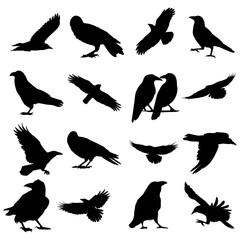 17 crow and raven silhouettes. Perfect for spooky scenes, gothic projects, or Halloween illustration packs.
