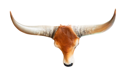Cow horn isolated on transparent background, PNG Format