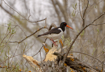 Black and white bird with orange beak perched on a weathered branch among bare trees, showcasing...