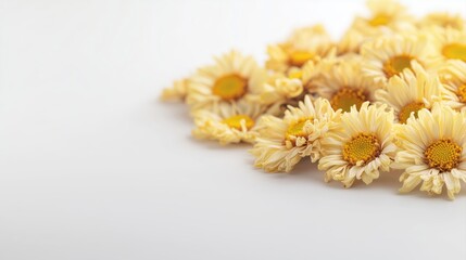 Obraz premium A Beautiful Pile of Dried Pale Yellow Flowers with Bright Yellow Centers Against a Clean White Background Creating a Tranquil and Elegant Composition