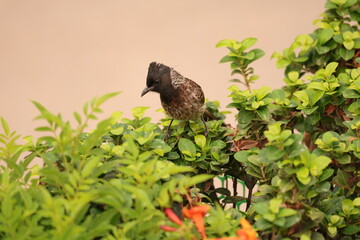 Red vented Bulbul on tree