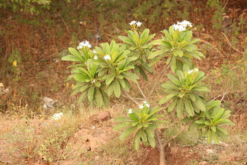 Plants