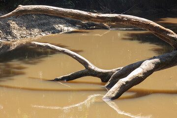 Submerged Driftwood Reflection