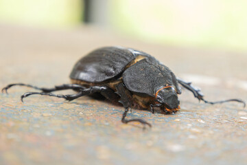 Side profile macro of a large black scarab beetle on a rustic surface