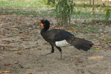 A male Black Curassow (Crax alector) walking on the ground in the Amazon rainforest