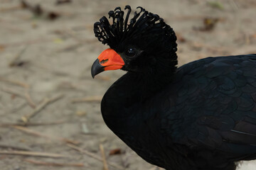 Detailed close-up portrait of a male Black Curassow (Crax alector) showing its intricate crest