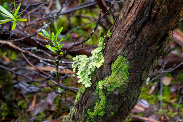 Lichen and moss on tree trunk, Cradle Mountain - Lake St Clair National Park, Tasmania, Australia
