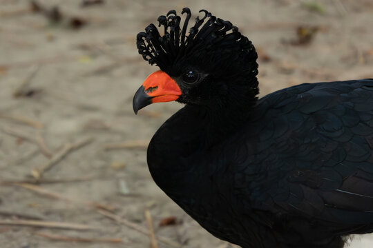 Detailed close-up portrait of a male Black Curassow (Crax alector) showing its intricate crest